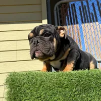 Uzi, a male English Bulldog for sale in Seattle, WA – Photo 5 of 10