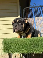 Uzi, a male English Bulldog for sale in Las Vegas, NV – Photo 5 of 10