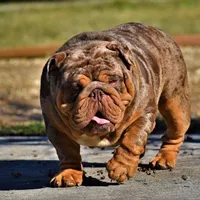 Uzi, a male English Bulldog for sale in Seattle, WA – Photo 10 of 10