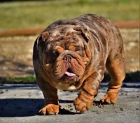 Uzi, a male English Bulldog for sale in Las Vegas, NV – Photo 10 of 10