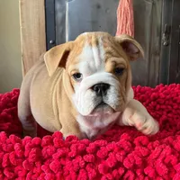 PINK, a female English Bulldog for sale in Las Vegas, NV – Photo 3 of 3