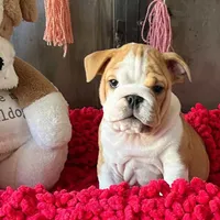 PINK, a female English Bulldog for sale in Las Vegas, NV – Photo 1 of 3