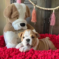 PINK, a female English Bulldog for sale in Las Vegas, NV – Photo 2 of 3