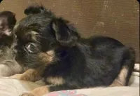 Lyric, a male French Bulldog for sale in Las Vegas, NV – Photo 2 of 3