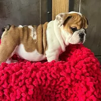 IGGY, a female English Bulldog for sale in Las Vegas, NV – Photo 2 of 2