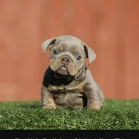 Glorilla, a female English Bulldog for sale in Seattle, WA – Photo 3 of 4