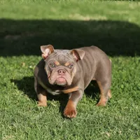 Glorilla, a female English Bulldog for sale in Seattle, WA – Photo 1 of 4