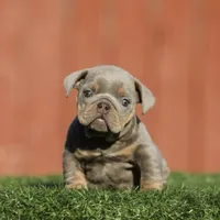 Glorilla, a female English Bulldog for sale in Seattle, WA – Photo 2 of 4