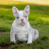 Zaza, a female French Bulldog for sale in Seattle, WA – Photo 1 of 2