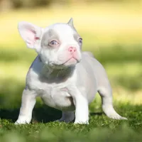 Zaza, a female French Bulldog for sale in Seattle, WA – Photo 2 of 2