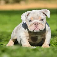 Broc, a male English Bulldog for sale in Las Vegas, NV – Photo 2 of 2