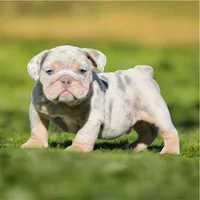 Broc, a male English Bulldog for sale in Las Vegas, NV – Photo 1 of 2