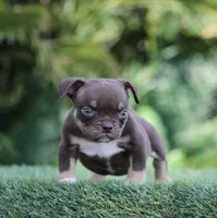 Jumper, a male American Bully for sale in Las Vegas, NV – Photo 2 of 4