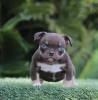 Jumper, a male American Bully for sale in Las Vegas, NV – Photo 4 of 4