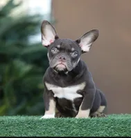 Jumper, a male American Bully for sale in Las Vegas, NV – Photo 1 of 4