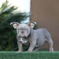 TINK, a female American Bully for sale in Seattle, WA – Photo 1 of 2