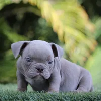 TINK, a female American Bully for sale in Seattle, WA – Photo 2 of 2