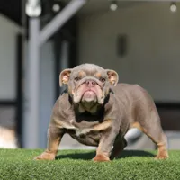Pumpkin, a female English Bulldog for sale in Seattle, WA – Photo 1 of 4
