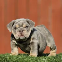 Pumpkin, a female English Bulldog for sale in Seattle, WA – Photo 2 of 4