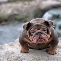 Pumpkin, a female English Bulldog for sale in Seattle, WA – Photo 4 of 4