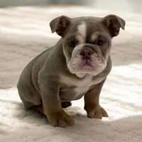 Bella, a female English Bulldog for sale in Las Vegas, NV – Photo 1 of 2