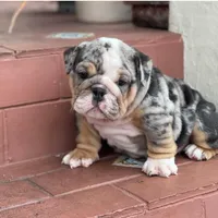 CARDI, a female English Bulldog for sale in Las Vegas, NV – Photo 1 of 3