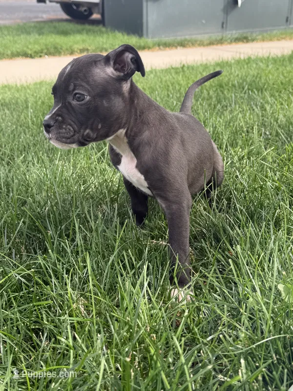 Dopey  – American Pit Bull Terrier puppy for sale in Evans, CO