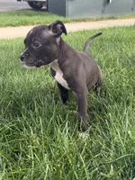 Dopey , a male American Pit Bull Terrier for sale in Evans, CO – 1 of 4