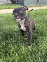 Dopey , a male American Pit Bull Terrier for sale in Evans, CO – 2 of 4