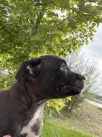 Dopey , a male American Pit Bull Terrier for sale in Evans, CO – 4 of 4