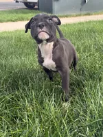 Dopey , a male American Pit Bull Terrier for sale in Evans, CO – 3 of 4