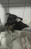 Miss. Cookies , a female Chihuahua for sale in Crown Point, IN – 4 of 8