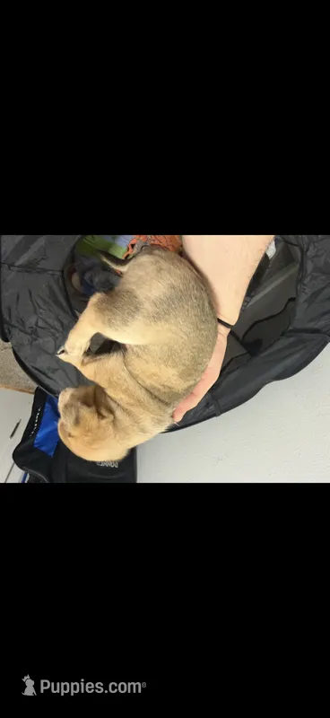 Biscuit Jr – Chihuahua puppy on hold in Crown Point, IN