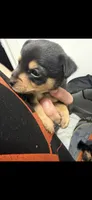 Chubs, a male Chihuahua for sale in Crown Point, IN – 2 of 3