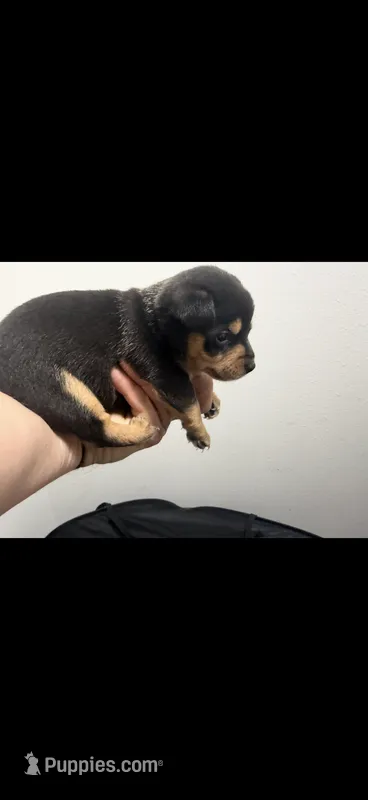 Chubs – Chihuahua puppy on hold in Crown Point, IN