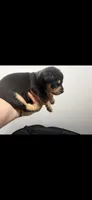 Chubs, a male Chihuahua for sale in Crown Point, IN – 1 of 3