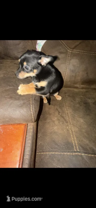 Miss. Cookies  – Chihuahua puppy for sale in Crown Point, IN