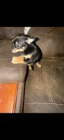 Miss. Cookies , a female Chihuahua for sale in Crown Point, IN – 1 of 8