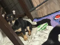 Miss. Cookies , a female Chihuahua for sale in Crown Point, IN – 8 of 8