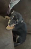 Miss. Cookies , a female Chihuahua for sale in Crown Point, IN – 5 of 8