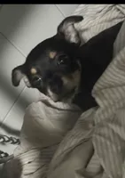 Miss. Cookies , a female Chihuahua for sale in Crown Point, IN – 3 of 8