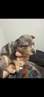 Merlee, a female Chihuahua for sale in Crown Point, IN – 2 of 2