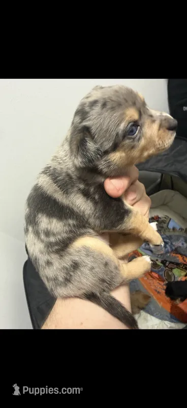 Merlee – Chihuahua puppy for sale in Crown Point, IN