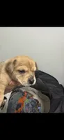 Biscuit Jr, a male Chihuahua for sale in Crown Point, IN – 2 of 2