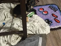 Miss. Cookies , a female Chihuahua for sale in Crown Point, IN – 7 of 8