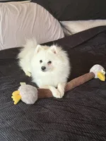 Kylo, a male American Eskimo for sale in Covington, LA – Photo 1 of 4