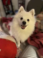 Kylo, a male American Eskimo for sale in Covington, LA – Photo 2 of 4