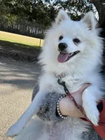 Kylo, a male American Eskimo for sale in Covington, LA – Photo 3 of 4