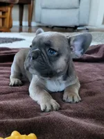 Hank, a male French Bulldog for sale in Fair Grove, MO – 1 of 5