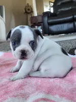 Tammy, a female French Bulldog for sale in Fair Grove, MO – 3 of 4